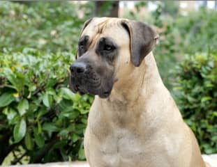 Un chien de race Presa Canario assis dans un jardin