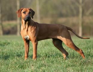 Un chien de race Rhodesian Ridgeback debout dans un pré