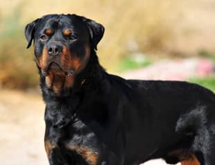 Un chien de race Rottweiler debout au soleil