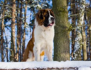 Un chien de race Saint Bernard assis dans la neige