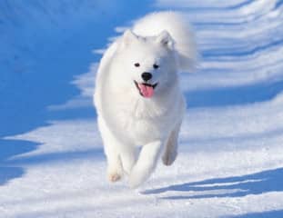 Un chien de race Samoyede qui court dans la neige