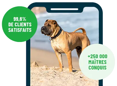 Un chiot de race Shar Pei en balade dans un parc