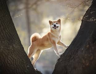 Un chien de race Shiba Inu debout entre deux arbres