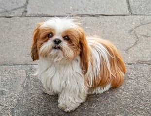 Un chien de race Shih Tzu assis sur des pavés en ville