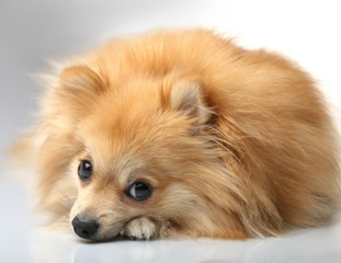 Un chien de race Spitz Allemand couché sur du carrelage