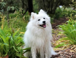 Un chien de race Spitz Japonais assis dans un chemin forestier