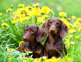 Deux chiens de race Teckel couchés à côté de pissenlits