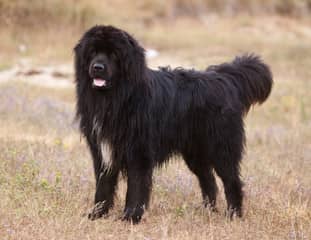 Un chien de race Terre Neuve dans un pré en balade