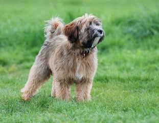 Un chien de race Terrier Tibétain debout dans un pré