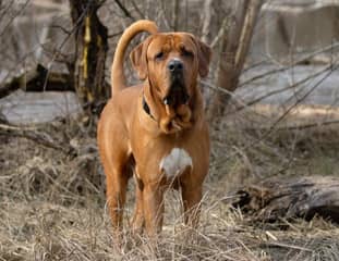Un chien de race Tosa Inu en balade dans un bois