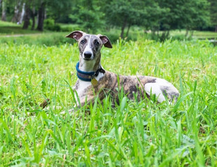 Un chien de race Whippet couché dans l'herbe