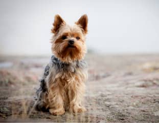 Un chien de race Yorkshire Terrier assis sur un chemin