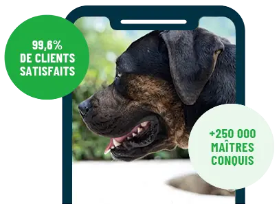 Formation en ligne Esprit Dog Family sur smartphone avec un chien de race Alano Espagnol