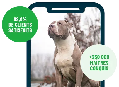 Formation en ligne Esprit Dog Family sur smartphone avec un chien de race American Bully