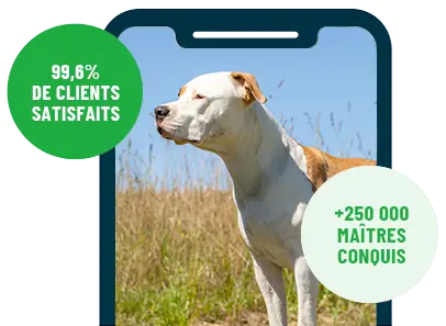 Formation en ligne Esprit Dog Family sur smartphone avec un chien de race American Staff