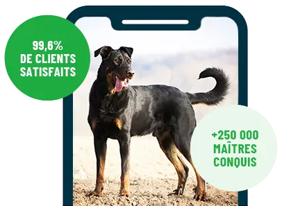Formation en ligne Esprit Dog Family sur smartphone avec un chien de race Beauceron