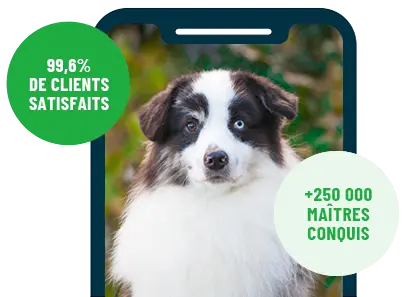 Formation en ligne Esprit Dog Family sur smartphone avec un chien de race Berger Américain Miniature