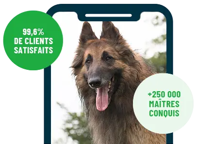 Formation en ligne Esprit Dog Family sur smartphone avec un chien de race Tervueren