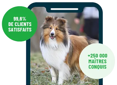 Formation en ligne Esprit Dog Family sur smartphone avec un chien de race Berger des Shetland