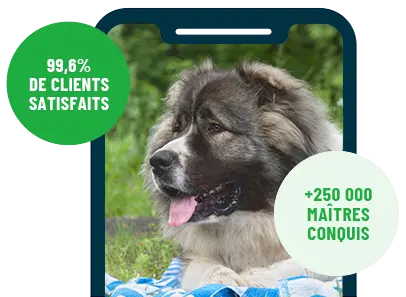 Formation en ligne Esprit Dog Family sur smartphone avec un chien de race Berger du Caucase