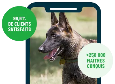 Formation en ligne Esprit Dog Family sur smartphone avec un chien de race Berger Hollandais