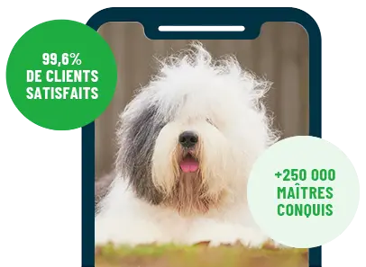 Formation en ligne Esprit Dog Family sur smartphone avec un chien de race Bobtail