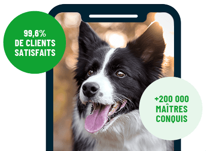 Formation en ligne Esprit Dog Family sur smartphone avec un chien de race Border Collie