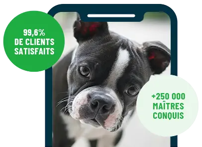 Formation en ligne Esprit Dog Family sur smartphone avec un chien de race Boston Terrier