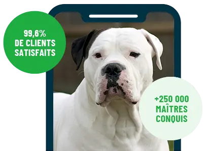 Formation en ligne Esprit Dog Family sur smartphone avec un chien de race Bouledogue Américain
