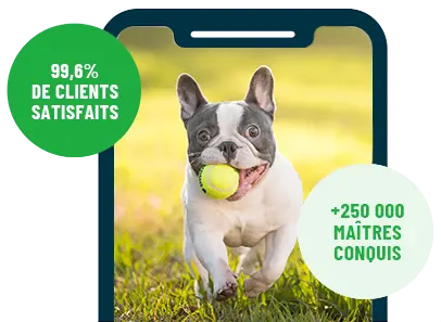 Formation en ligne Esprit Dog Family sur smartphone avec un chien de race Bouledogue Français