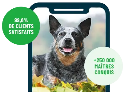 Formation en ligne Esprit Dog Family sur smartphone avec un chien de race Bouvier Australien