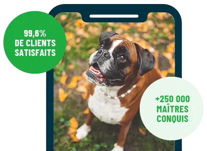 Formation en ligne Esprit Dog Family sur smartphone avec un chien de race Boxer