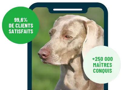 Formation en ligne Esprit Dog Family sur smartphone avec un chien de race Braque de Weimar