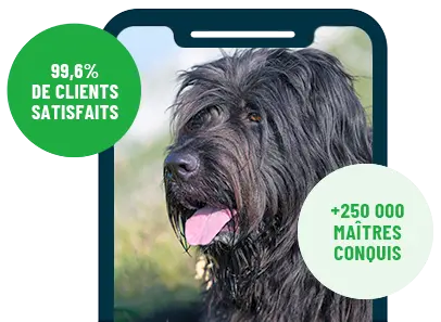 Formation en ligne Esprit Dog Family sur smartphone avec un chien de race Briard