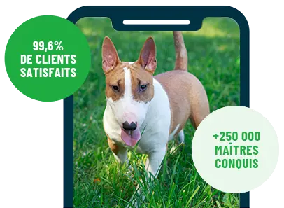 Formation en ligne Esprit Dog Family sur smartphone avec un chien de race Bull Terrier