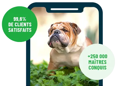 Formation en ligne Esprit Dog Family sur smartphone avec un chien de race Bulldog Anglais