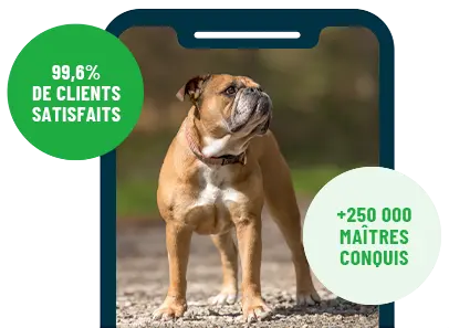 Formation en ligne Esprit Dog Family sur smartphone avec un chien de race Bulldog Continental