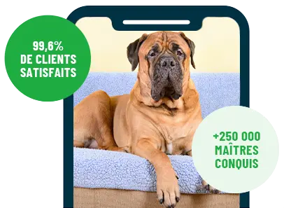 Formation en ligne Esprit Dog Family sur smartphone avec un chien de race Bullmastiff couché sur un canapé