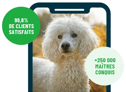 Formation en ligne Esprit Dog Family sur smartphone avec un chien de race Caniche
