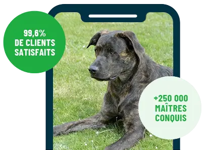 Formation en ligne Esprit Dog Family sur smartphone avec un chien de race Cão Fila