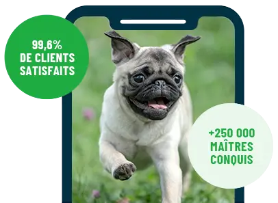 Formation en ligne Esprit Dog Family sur smartphone avec un chien de race Carlin
