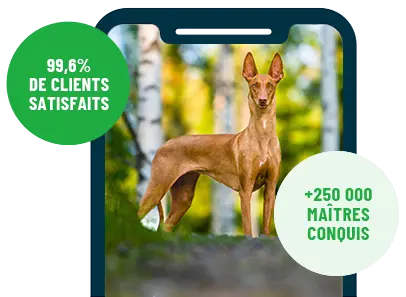 Formation en ligne Esprit Dog Family sur smartphone avec un chien de race Chien du Pharaon