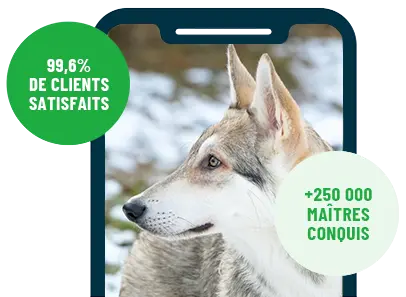 Formation en ligne Esprit Dog Family sur smartphone avec un chien de race Chien Loup de Saarloos