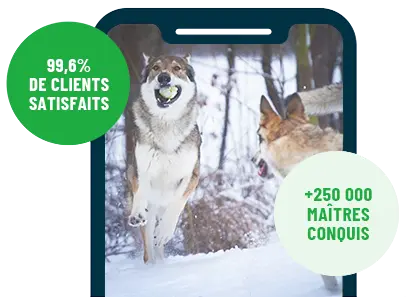 Formation en ligne Esprit Dog Family sur smartphone avec deux chiens de race Chien Loup Tchecoslovaque
