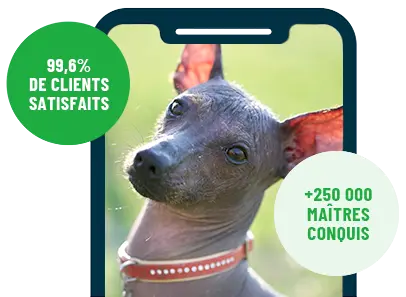 Formation en ligne Esprit Dog Family sur smartphone avec un chien de race Chien Nu du Mexique