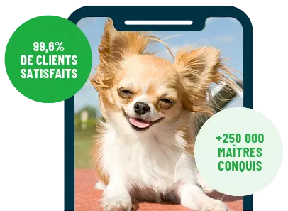 Formation en ligne Esprit Dog Family sur smartphone avec un chien de race Chihuahua