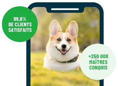 Formation en ligne Esprit Dog Family sur smartphone avec un chien de race Corgi