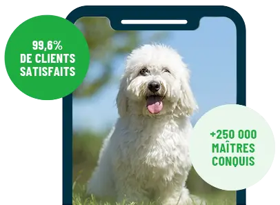 Formation en ligne Esprit Dog Family sur smartphone avec un chien de race Coton de Tuléar