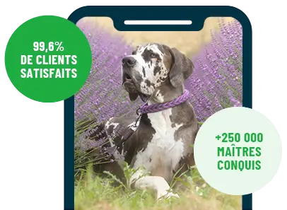 Formation en ligne Esprit Dog Family sur smartphone avec un chien de race Dogue Allemand