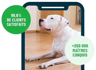 Formation en ligne Esprit Dog Family sur smartphone avec un chien de race Dogue Argentin couché dans un salon